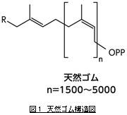 図1　天然ゴム構造図