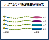 天然ゴムの末端基構造解明結果