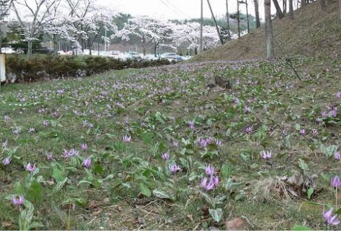 Colony of Asian fawn lily on the factory grounds