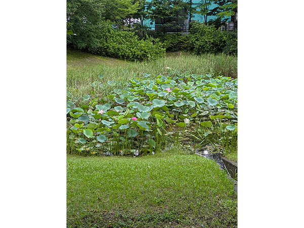 Conservation Activities for the Habitat of the Near Threatened Asaza: Before Lotus  (An Invasive Species) Removal Work