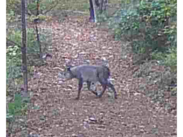 Japanese Serow(on the Satoyama Trail)