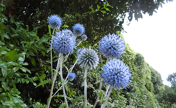 Miyazaki Factory Echinops setifer (Asteraceae family) Endangered species designated by Miyazaki Prefecture