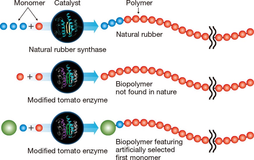 >Summary of Synthesis of Biopolymer