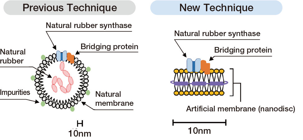 Summary of New Enzyme Evaluation Technique