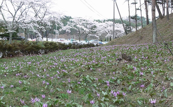 白河工場　カタクリ 希少種（群生しているのは稀。写真は工場内での様子）