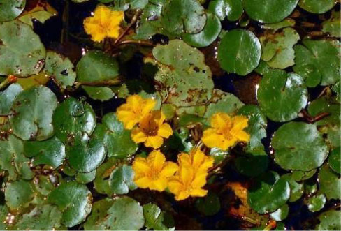 工場内の貯水池に生息する 準絶滅危惧種「アサザ」