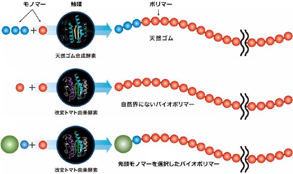 改変酵素による新奇バイオポリマーの開発