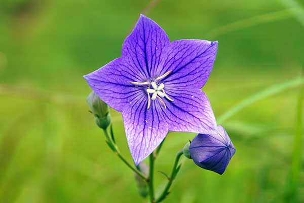 神戸 六甲山GENKIの森 自生株キキョウの花