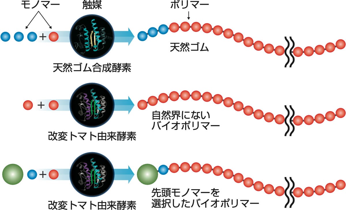 バイオポリマー合成の概要