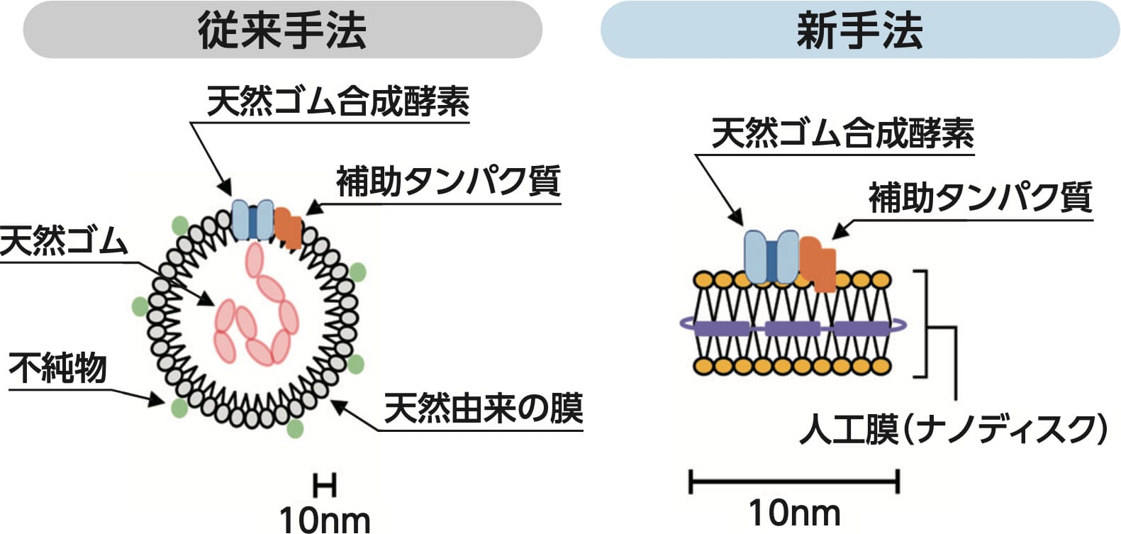 酵素評価方法の概要